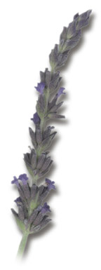 French Lavendar