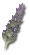 Spanish Lavendar